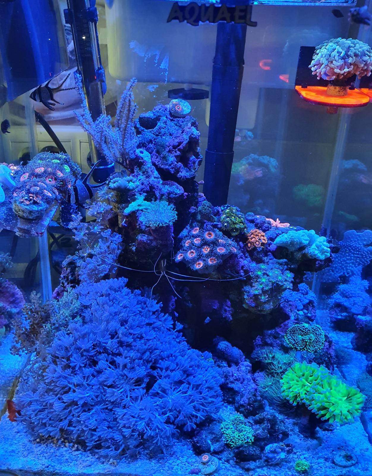 Нужна помощь - МА Aquael nano reef 49л 35x35x40 - Планирую морской аквариум  - Морской аквариум. Форумы ReefCentral.ru