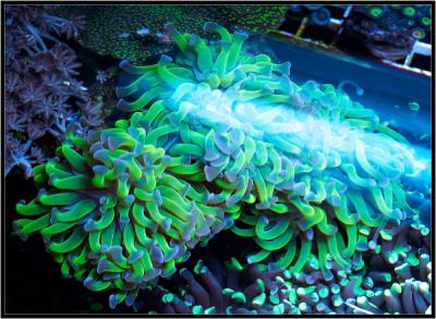 Эуфилия два фрага..jpg