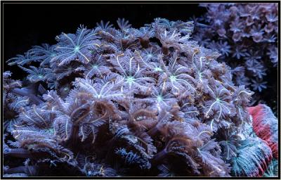 Крупная папая..jpg