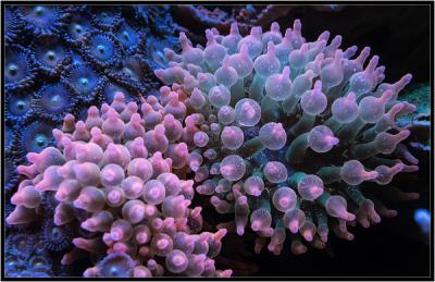 Красные актинии..jpg