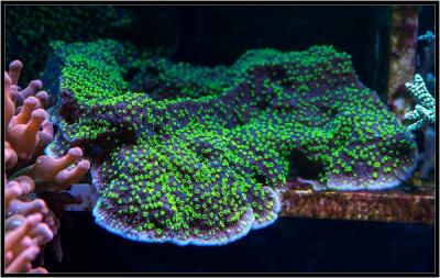 Австр монт 3.jpg