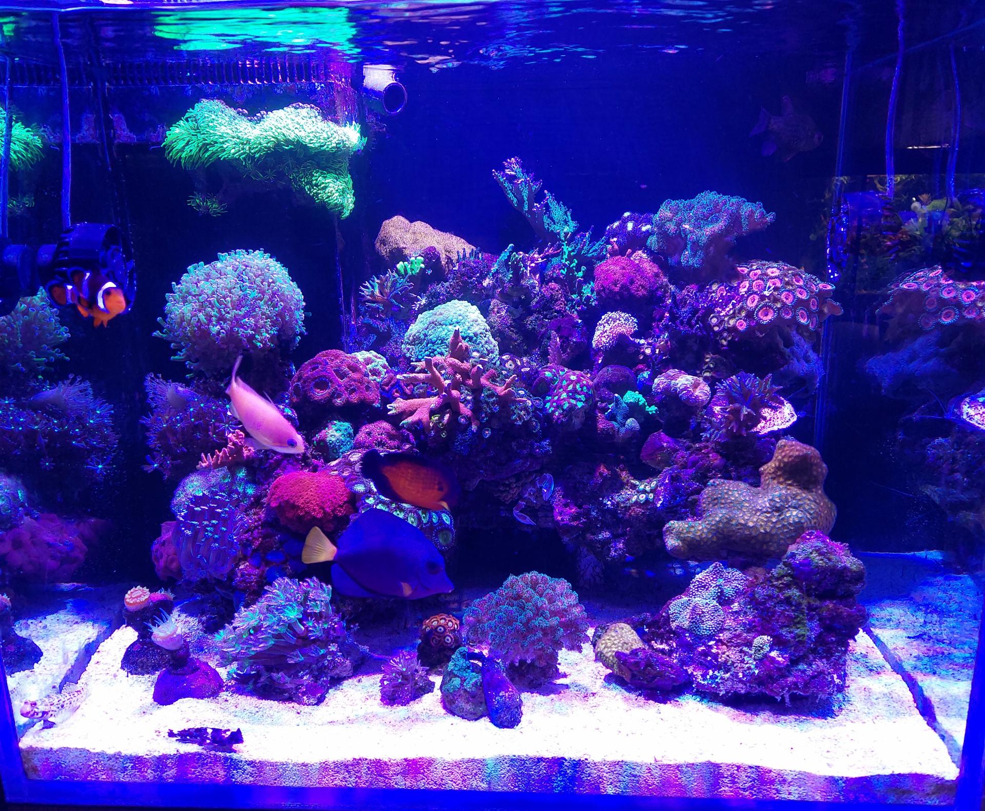 Reefcentral
