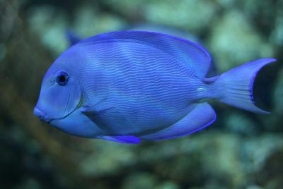 1200px-Atlantic_blue_tang_surgeonfish_(_Acanthurus_coeruleus_)_-13092009a.jpg