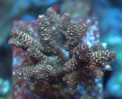 millepora no name big_3.jpg