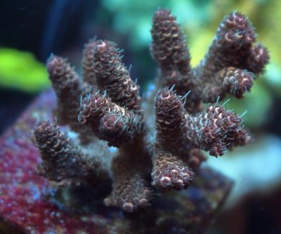 millepora no name big.jpg