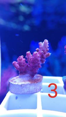 IMG_20240126_004433.jpg