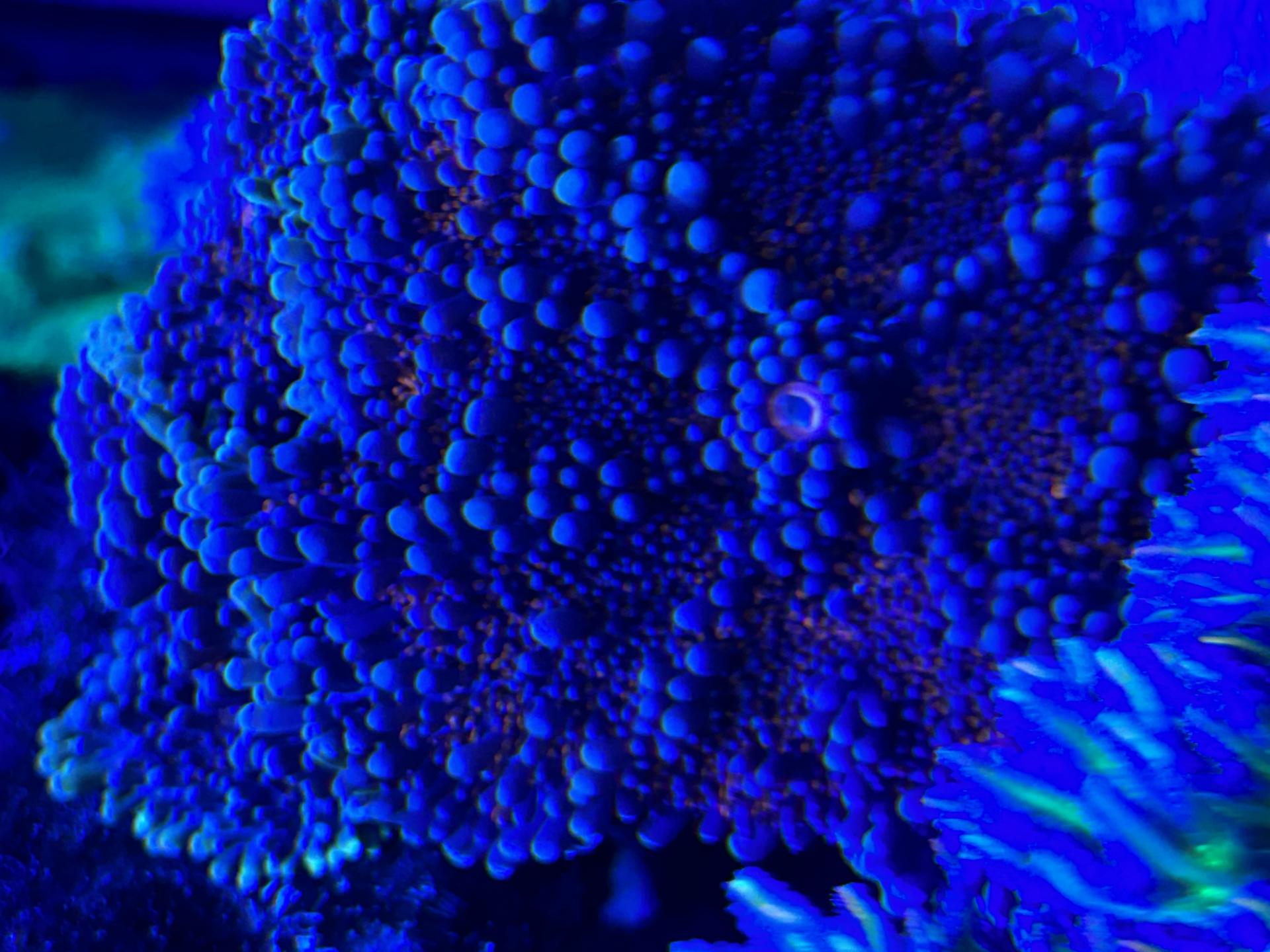 Рикордеи юма - БАРАХОЛКА - Морской аквариум. Форумы ReefCentral.ru