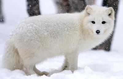 Screenshot 2026-01-09 at 21-18-51 pesets-severnoi-ameriki-1.webp (Изображение WEBP 1200 × 796 пикселей).jpg