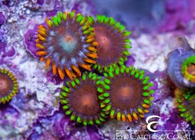 fiji-hypercolor-zoanthid.jpg