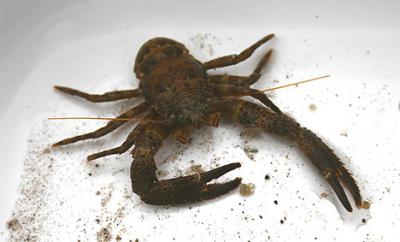 20091111-squat-lobster.jpg