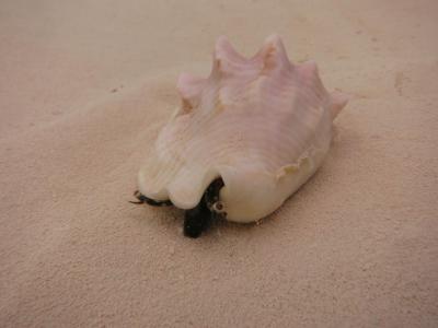 milk-conch.jpg