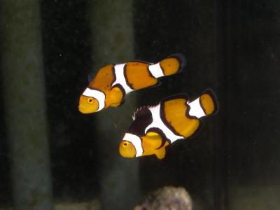 Клоуны Перкула 16.02.13.JPG