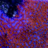Montipora_danae.jpg