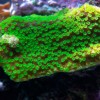 Montipora_hoffmeisteri.jpg