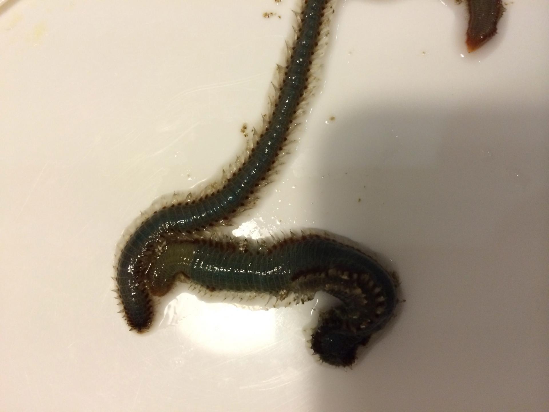 Черные черви в воде. Маленькие червячки в диване.