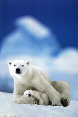 Polar-Bear-and-Baby.jpeg