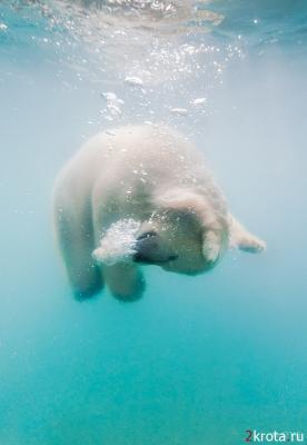 polarbear0.jpeg