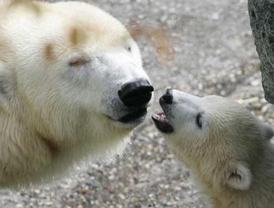 a_polar_bear_cub_plays_with_its_mot.jpeg