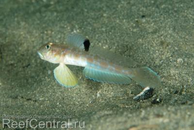 oxyurichthys.jpg