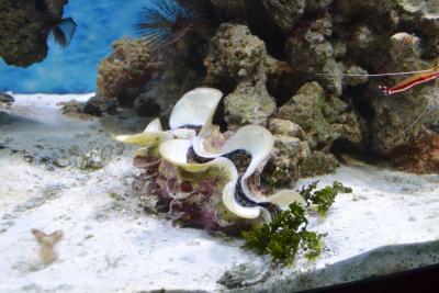 DSC_0131.JPG