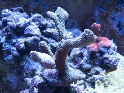 Голубая монти.jpg