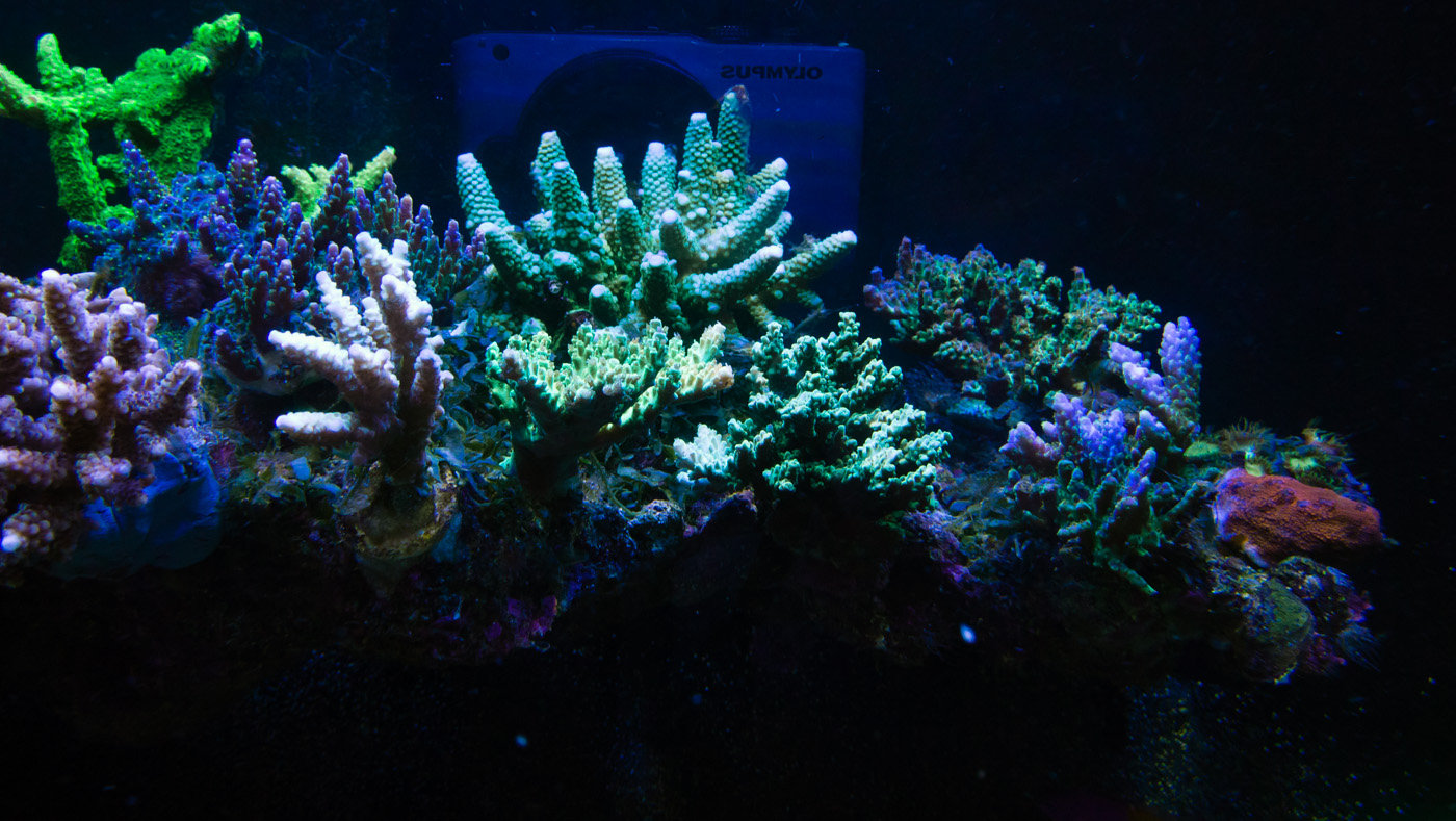 Reefcentral. Морской нано риф. Водоросли рифы. Жесткие кораллы для морского аквариума. Аквариумы для SPS кораллов.