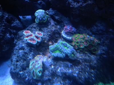 IMG_1545.JPG