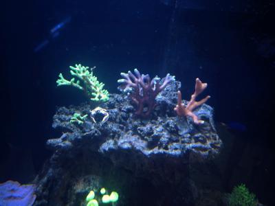 IMG_1537.JPG