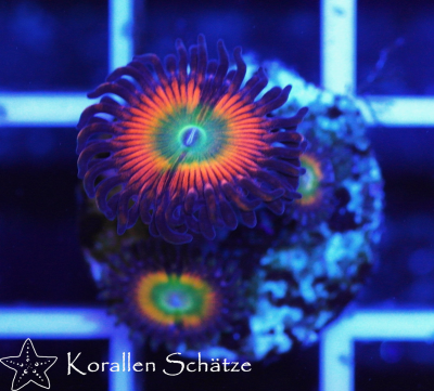 Zoa5.png