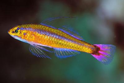 trimma-goby-trimma-caudomaculatum-1.jpg