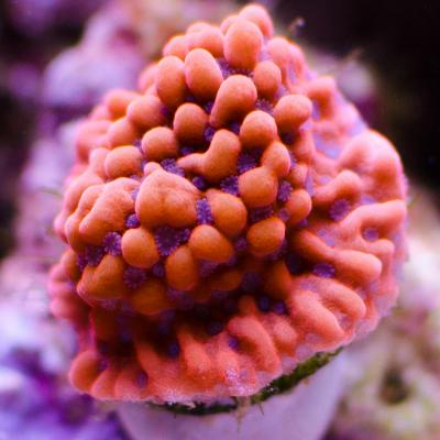 Montipora Rising Phoenix.jpg