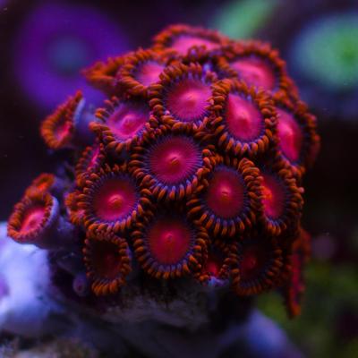 Zoanthids Bam Bam.jpg