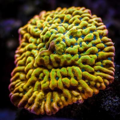 Montipora Beach Bum.jpg