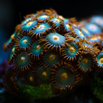 Zoanthids Gatorade.jpg