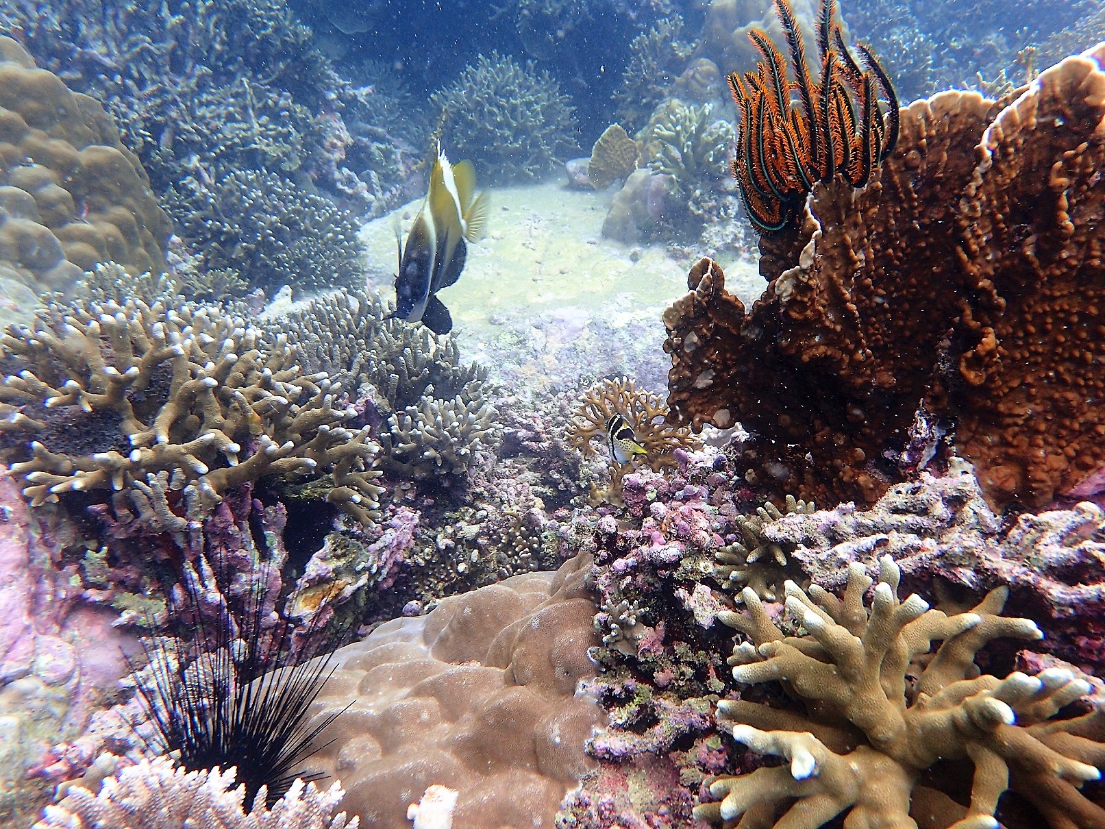 рыба в южно китайском море