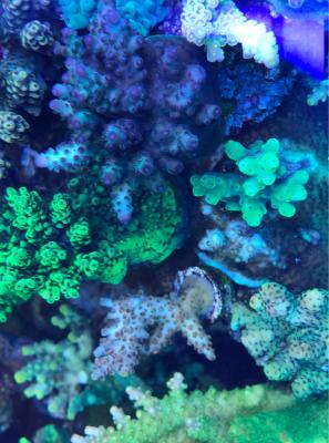 Image1550935073.769022.jpg