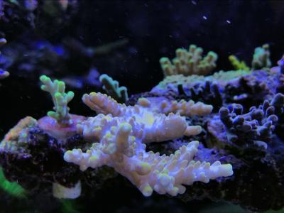 IMG_2373.jpg