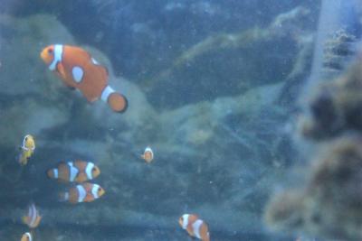 RusStar clown fish.jpg