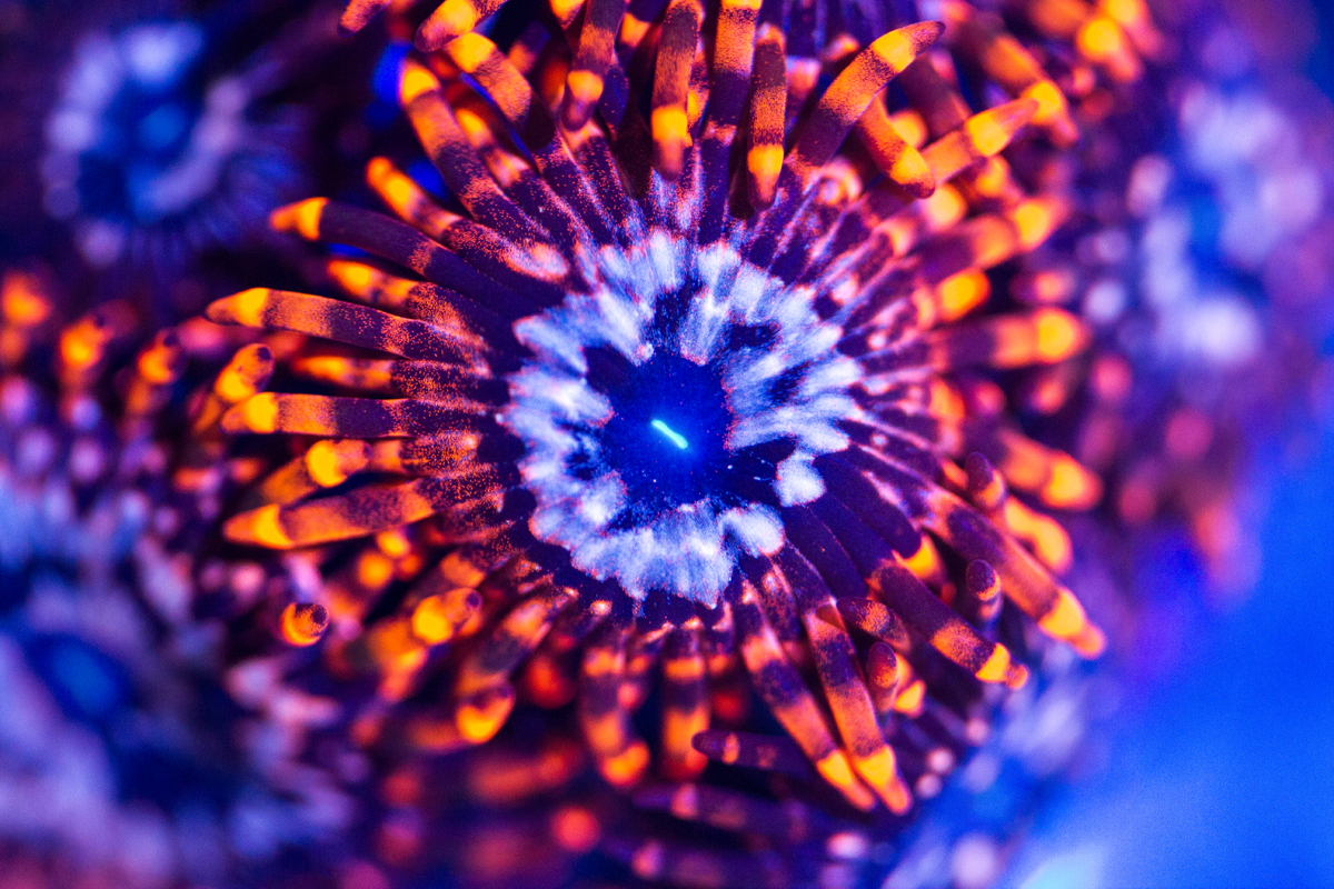 Самый маленький отель в мире. Utter chaos коралл. Кораллы зоантусы. Utter chaos коралл. Utter chaos коралл.