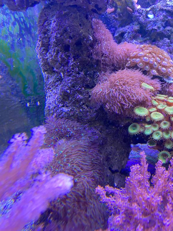 Большой камень - БАРАХОЛКА - Морской аквариум. Форумы ReefCentral.ru