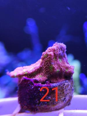 IMG_20240202_225741_LaKn6tqf5s.jpeg