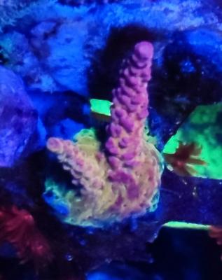 ПС Райндбоу.jpg