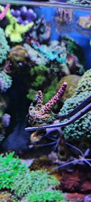 ПС Райндбоу2.jpg