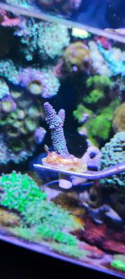 берюзовая акра.jpg