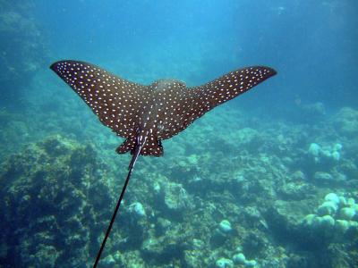 Spotted_Eagle_Ray_(Aetobatus_narinari)2.jpg