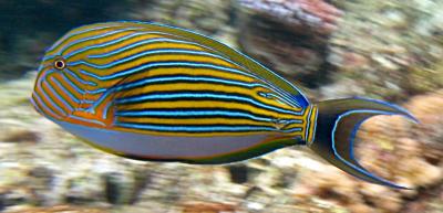 Acanthurus_lineatus_Flynn_Reef_crop.jpg