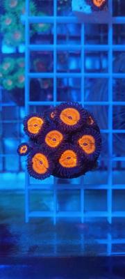 Goochster Zoanthids.jpg
