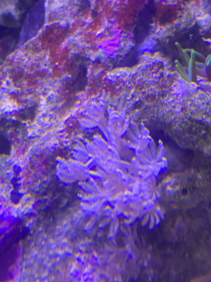 ксения пульсирующая.png