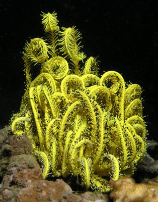 Comanthina_schlegeli_Variable_Bushy_Feather_Star.jpg