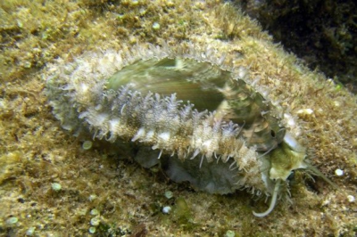 The-donkeys-ear-abalone-Haliotis-asinina.png